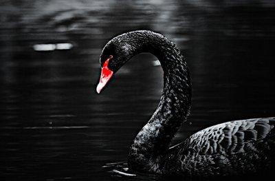 黑天鹅属性爆料最新,不可预测的颠覆性影响解析  第1张