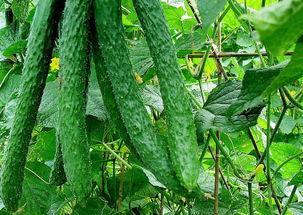 黄瓜农药爆料方法视频教程,轻松掌握安全食用技巧 第1张 黄瓜农药爆料方法视频教程,轻松掌握安全食用技巧 第1张